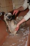 BAIN - SKYE TERRIER 085